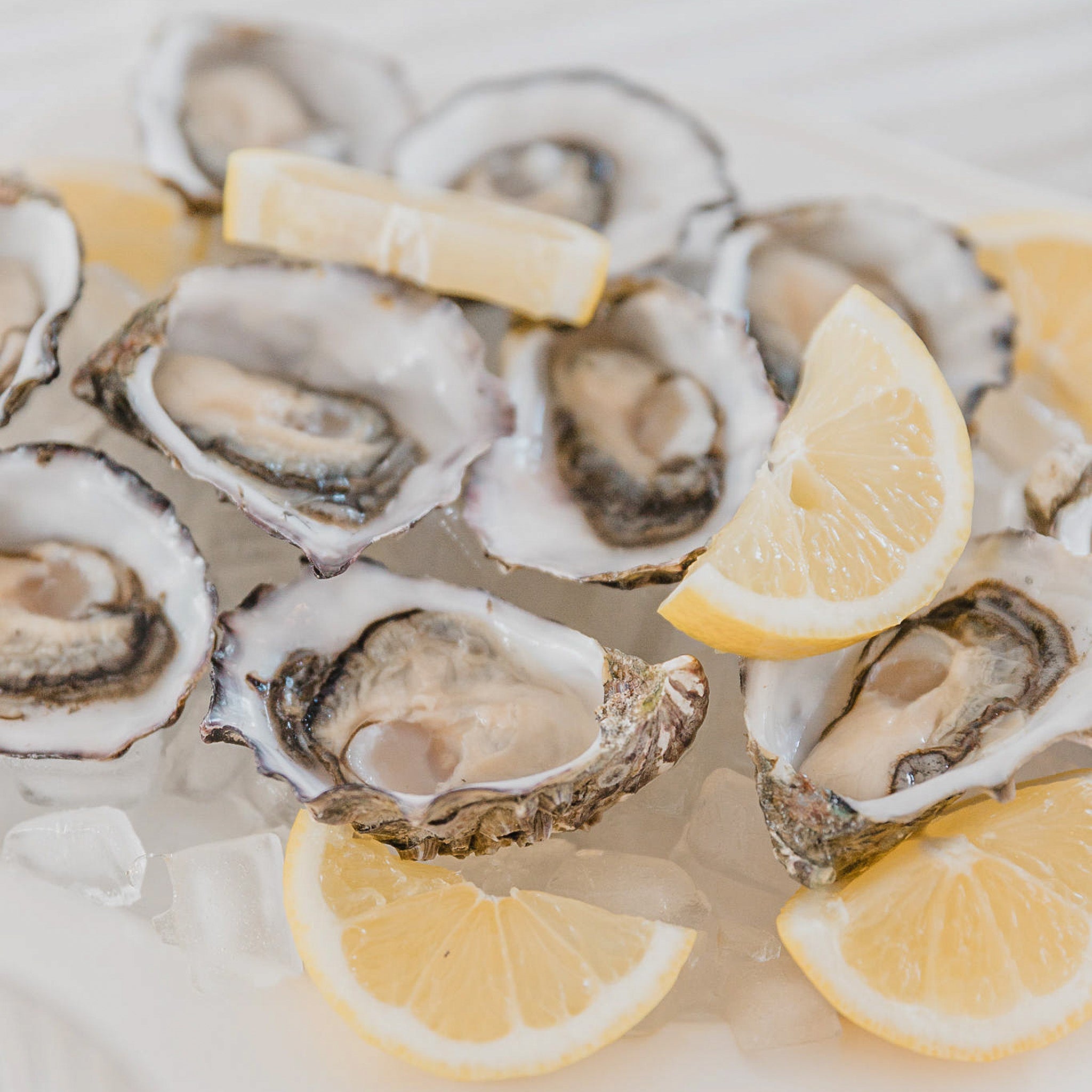 Frozen Whole Shell | Pacific Oyster Co.