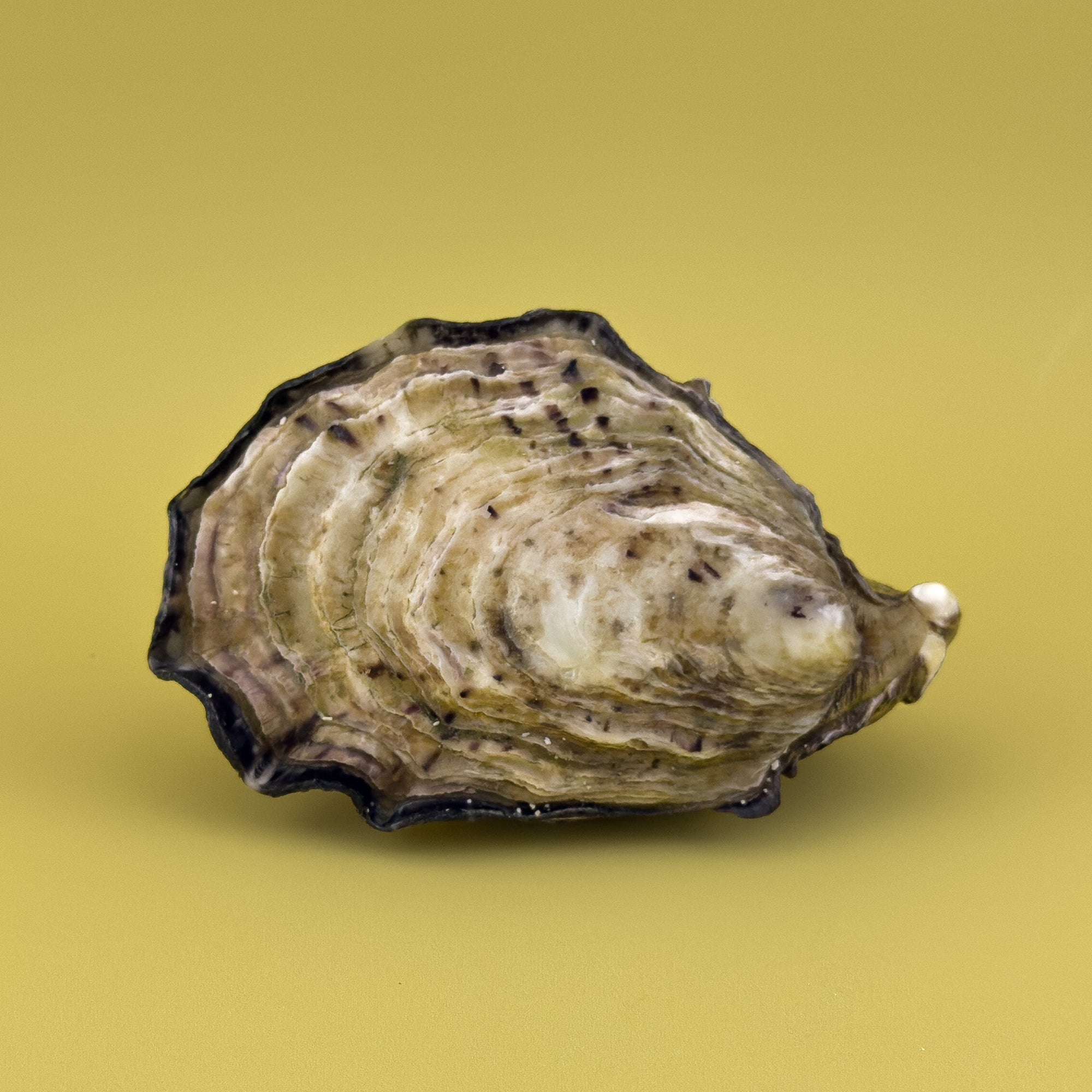 Starter Bundle | Pacific Oyster Co.