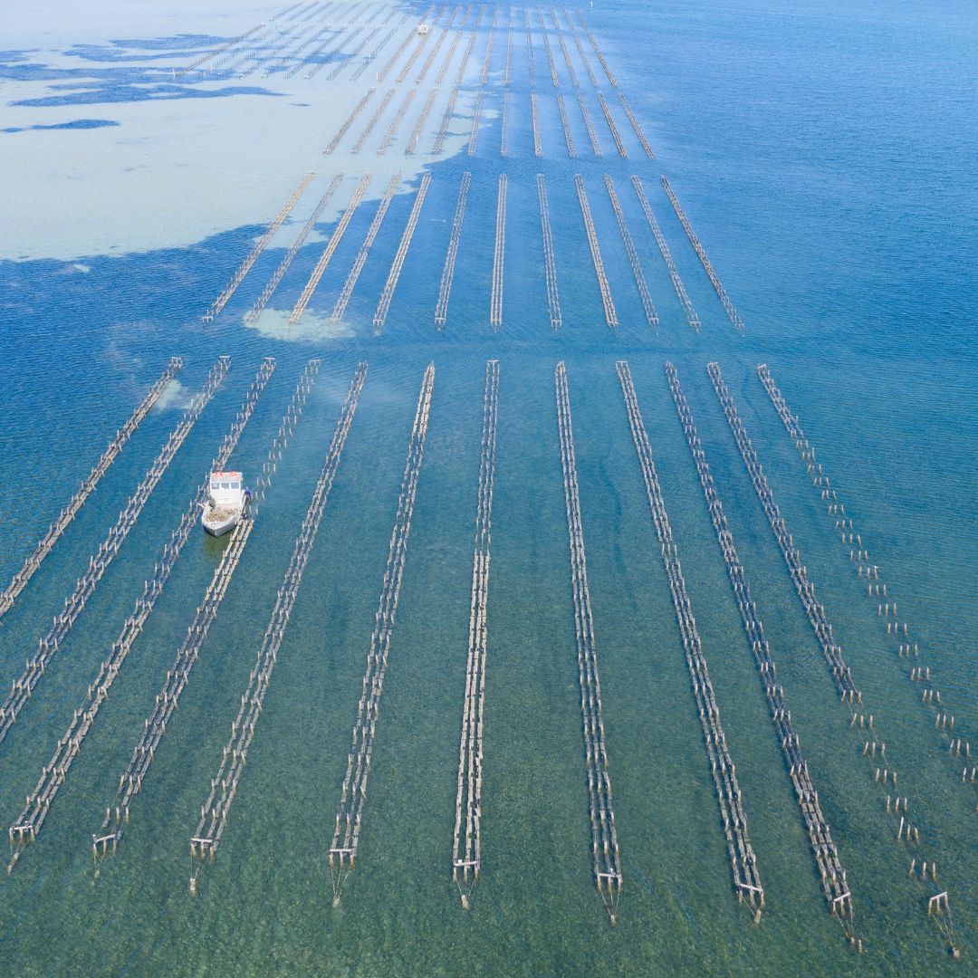Franklin Harbour - The Renowned Oyster Region