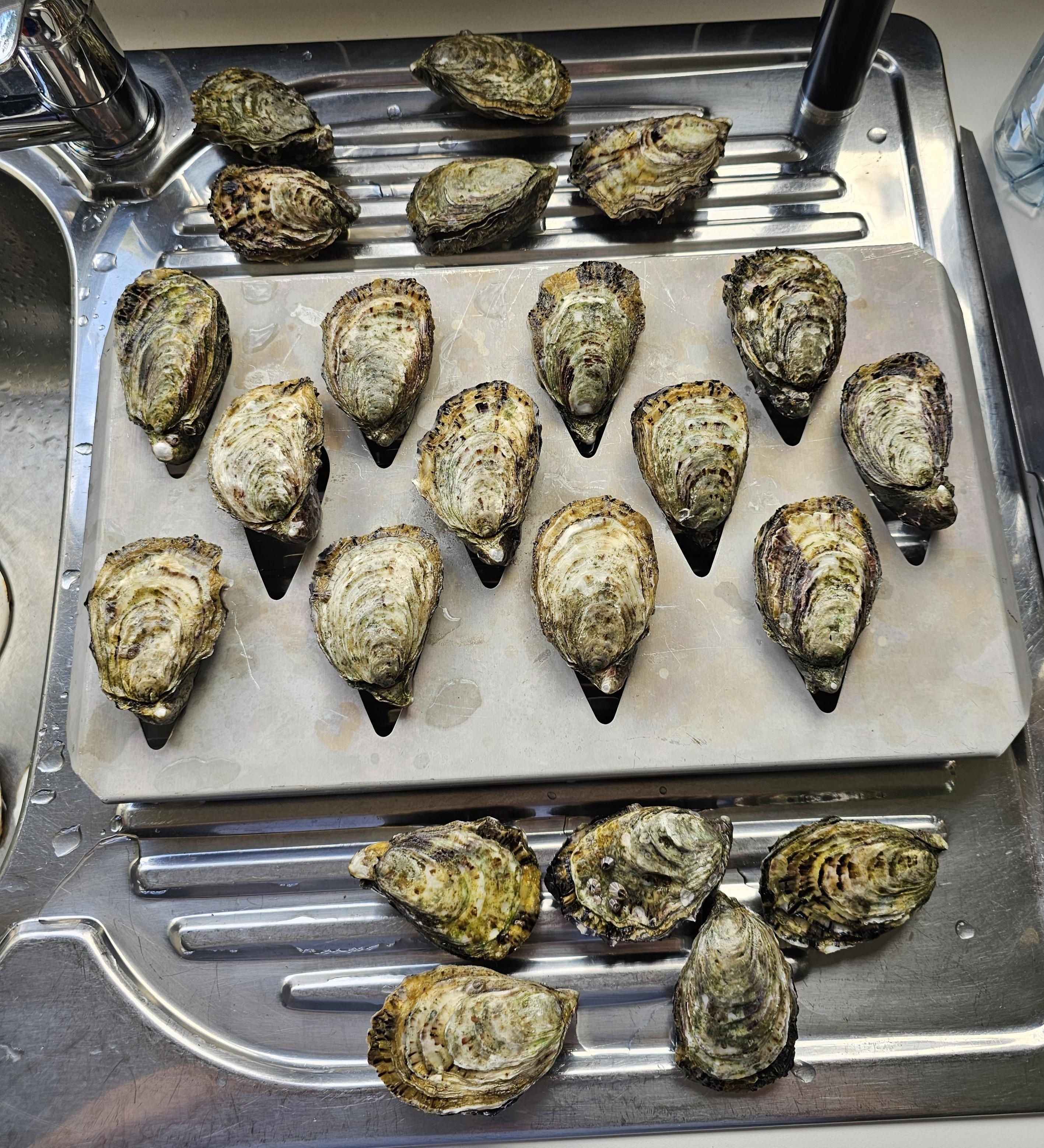 Demystifying Pacific Oyster Sizes Pacific Oyster Co.