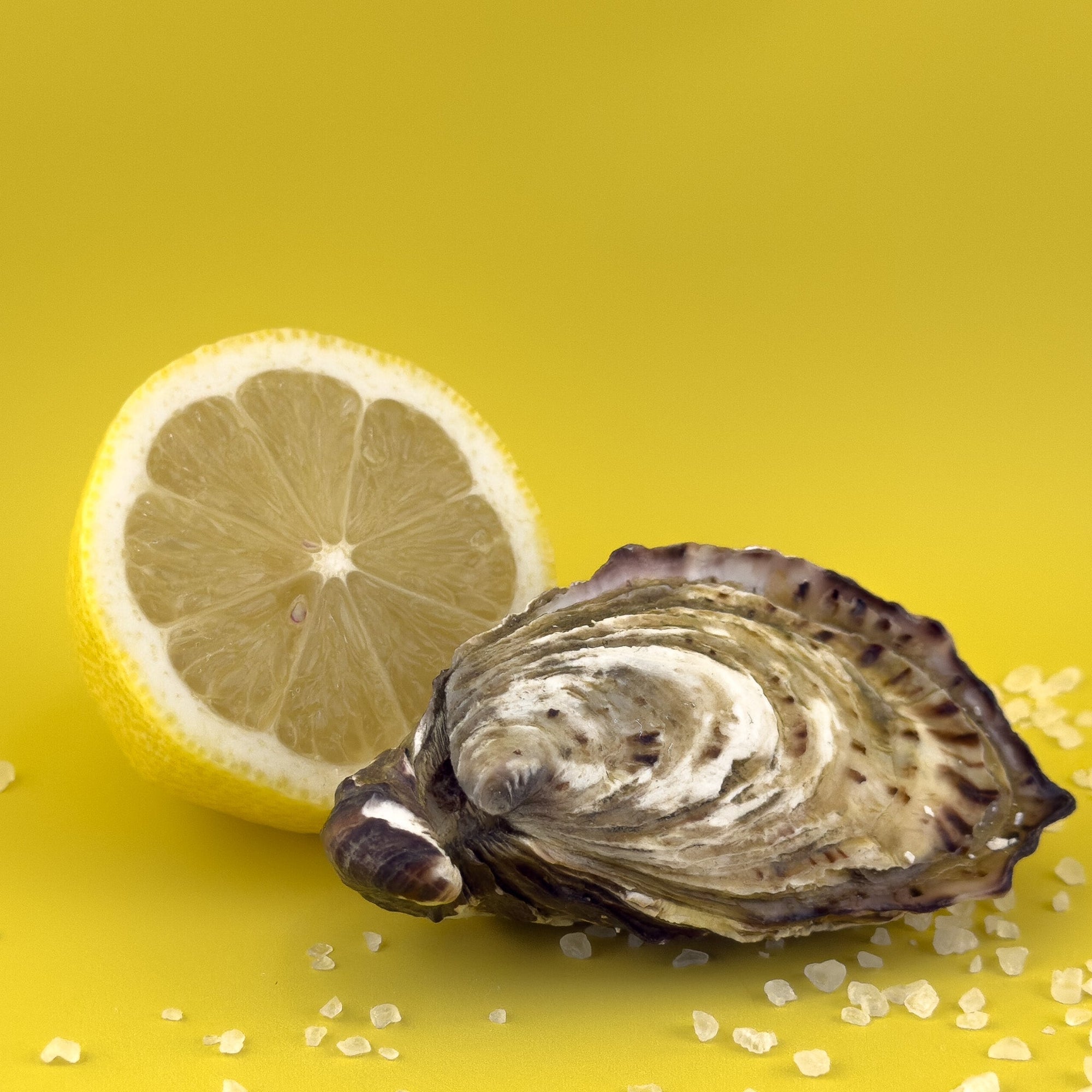 Live Oysters
