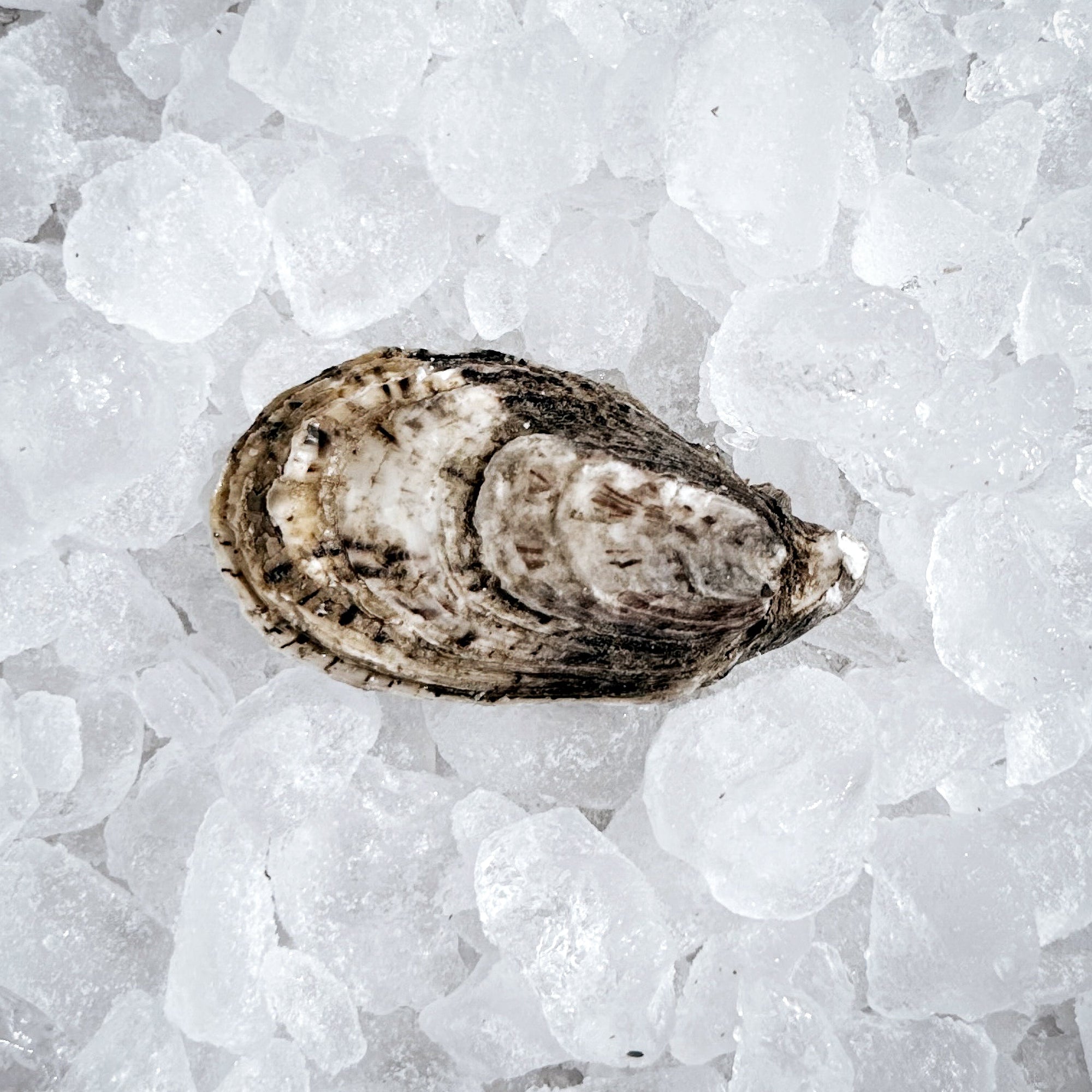 Processed Oysters