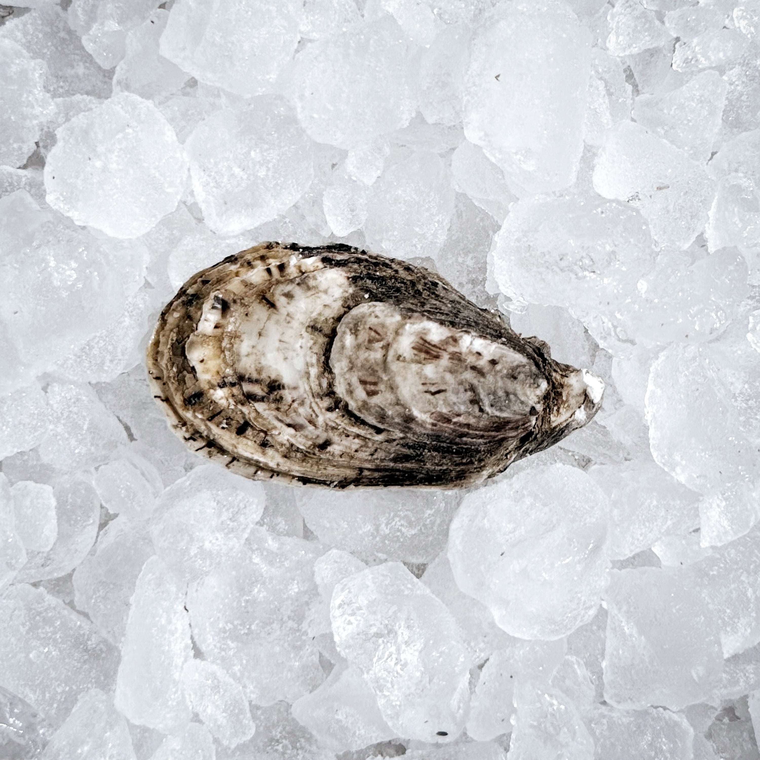Shells On Ice